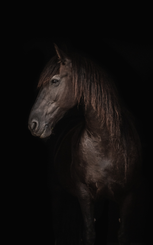 Gallopz horse image